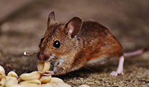 24 Hour & Emergency Exterminators in Whidbey Island Naval Air, WA
